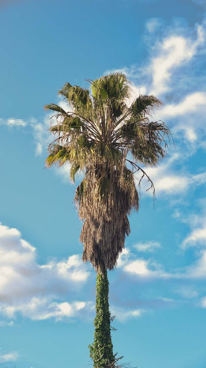 palm tree palm tree photography arecaceae